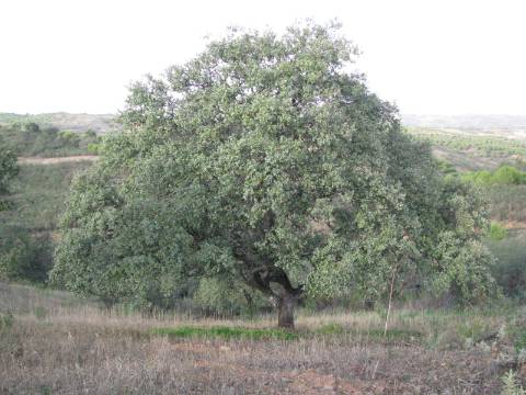 TERRENO RÚSTICO COM 4.960 M2 - COM ÁRVORES - DOIS ACESSO - AZINHAL - CASTRO MARIM - ALGARVE