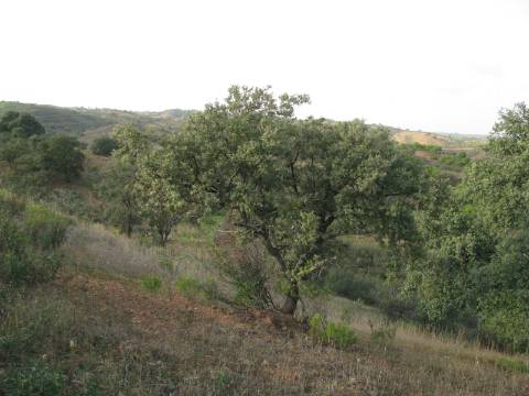 TERRENO RÚSTICO COM 4.960 M2 - COM ÁRVORES - DOIS ACESSO - AZINHAL - CASTRO MARIM - ALGARVE
