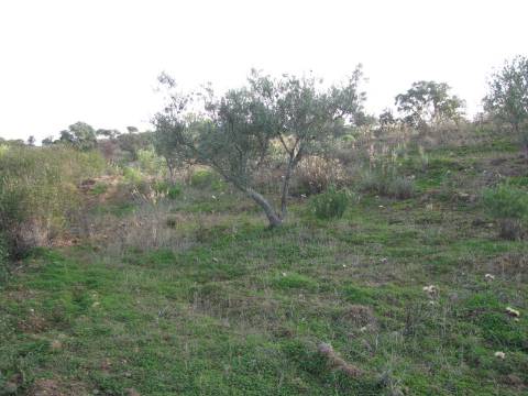 TERRENO RÚSTICO COM 4.960 M2 - COM ÁRVORES - DOIS ACESSO - AZINHAL - CASTRO MARIM - ALGARVE