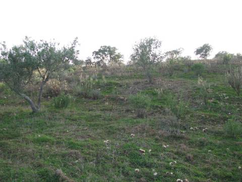 TERRENO RÚSTICO COM 4.960 M2 - COM ÁRVORES - DOIS ACESSO - AZINHAL - CASTRO MARIM - ALGARVE
