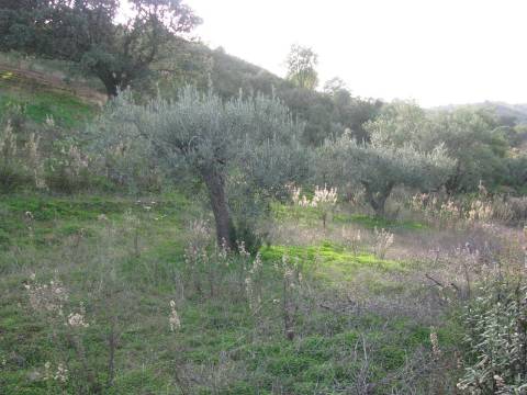 TERRENO RÚSTICO COM 4.960 M2 - COM ÁRVORES - DOIS ACESSO - AZINHAL - CASTRO MARIM - ALGARVE