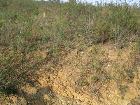 TERRENO RÚSTICO COM 4.960 M2 - COM ÁRVORES - DOIS ACESSO - AZINHAL - CASTRO MARIM - ALGARVE