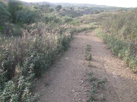 TERRENO RÚSTICO COM 4.960 M2 - COM ÁRVORES - DOIS ACESSO - AZINHAL - CASTRO MARIM - ALGARVE