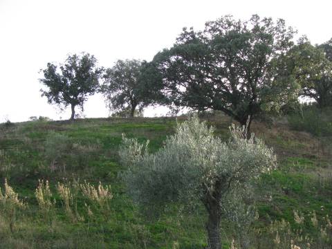 TERRENO RÚSTICO COM 4.960 M2 - COM ÁRVORES - DOIS ACESSO - AZINHAL - CASTRO MARIM - ALGARVE