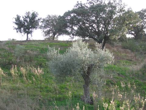 TERRENO RÚSTICO COM 4.960 M2 - COM ÁRVORES - DOIS ACESSO - AZINHAL - CASTRO MARIM - ALGARVE