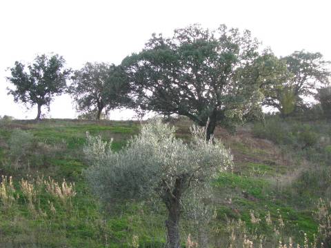 TERRENO RÚSTICO COM 4.960 M2 - COM ÁRVORES - DOIS ACESSO - AZINHAL - CASTRO MARIM - ALGARVE