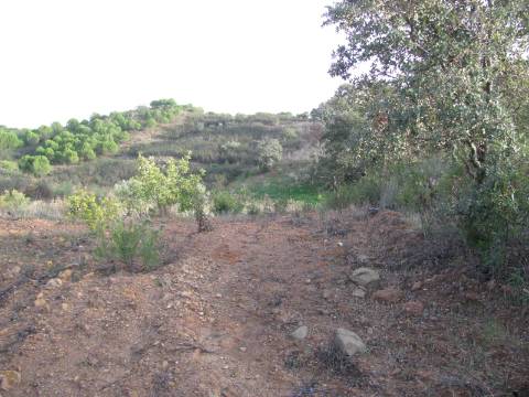 TERRENO RÚSTICO COM 4.960 M2 - COM ÁRVORES - DOIS ACESSO - AZINHAL - CASTRO MARIM - ALGARVE