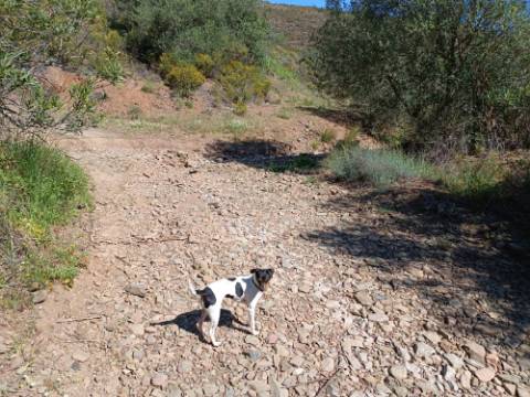 TERRENO RUSTICO COM 22.760 M2 - COM POÇO - EM BRENHOSA - ODELEITE - CASTRO MARIM - ALGARVE