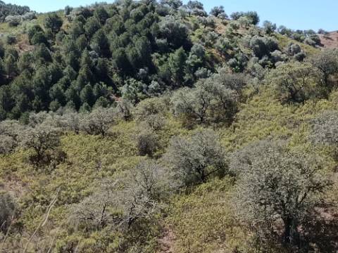 TERRENO RUSTICO COM 22.760 M2 - COM POÇO - EM BRENHOSA - ODELEITE - CASTRO MARIM - ALGARVE