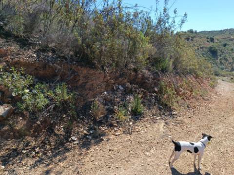 TERRENO RUSTICO COM 22.760 M2 - COM POÇO - EM BRENHOSA - ODELEITE - CASTRO MARIM - ALGARVE