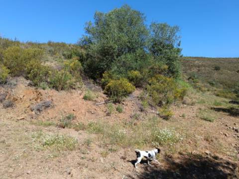 TERRENO RUSTICO COM 22.760 M2 - COM POÇO - EM BRENHOSA - ODELEITE - CASTRO MARIM - ALGARVE