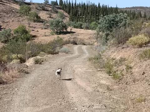 TERRENO COM 52.840 M2 - POSSIBILIDADE DE CONSTRUIR UM PEQUENO ARMAZEM - BARRAGEM DE ODELEITE - CASTRO MARIM -ALGARVE