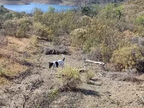TERRENO COM 52.840 M2 - POSSIBILIDADE DE CONSTRUIR UM PEQUENO ARMAZEM - BARRAGEM DE ODELEITE - CASTRO MARIM -ALGARVE
