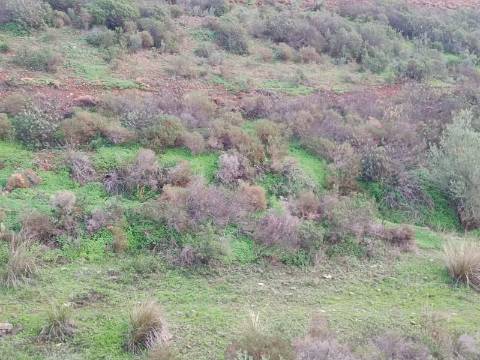 TERRENO COM 59.520 M2 - COM POSSIBILIDADE DE CONSTRUIR - MORADIA - TURISMO - BOTELHAS EM CASTRO MARIM - ALGARVE