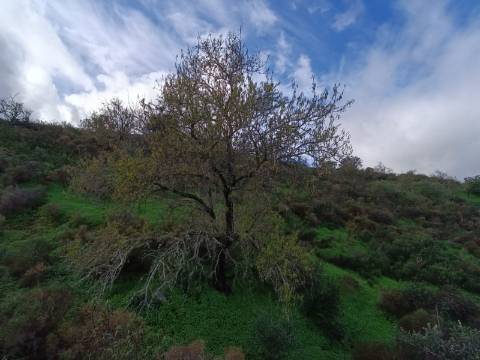 TERRENO COM 59.520 M2 - COM POSSIBILIDADE DE CONSTRUIR - MORADIA - TURISMO - BOTELHAS EM CASTRO MARIM - ALGARVE