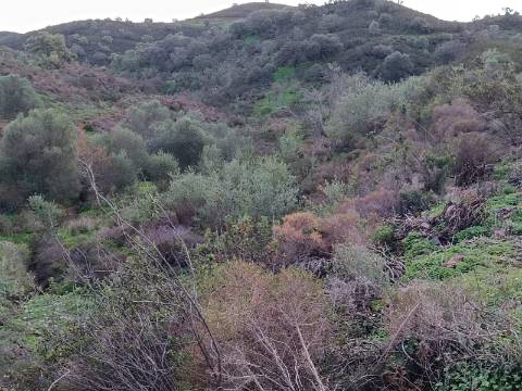 TERRENO COM 59.520 M2 - COM POSSIBILIDADE DE CONSTRUIR - MORADIA - TURISMO - BOTELHAS EM CASTRO MARIM - ALGARVE