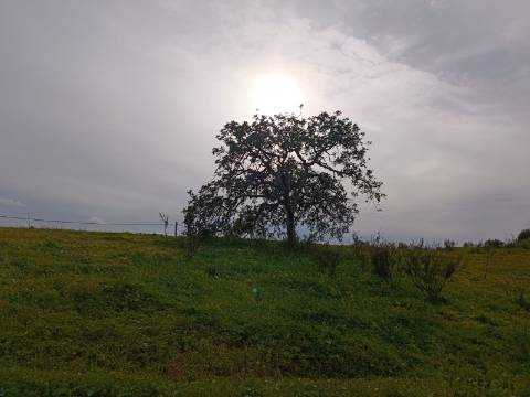 TERRENO COM 34.500 M2 - POSSIBILIDADE DE CONSTRUÇÃO DE ARMAZEM - ÁGUA E LUZ - SENTINELA - CASTRO MARIM - ALGARVE