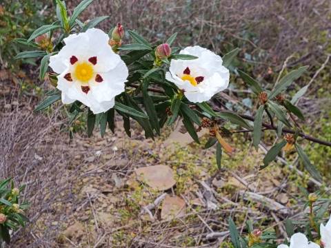 TERRENO COM 34.500 M2 - POSSIBILIDADE DE CONSTRUÇÃO DE ARMAZEM - ÁGUA E LUZ - SENTINELA - CASTRO MARIM - ALGARVE