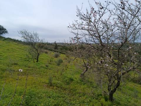TERRENO COM 34.500 M2 - POSSIBILIDADE DE CONSTRUÇÃO DE ARMAZEM - ÁGUA E LUZ - SENTINELA - CASTRO MARIM - ALGARVE