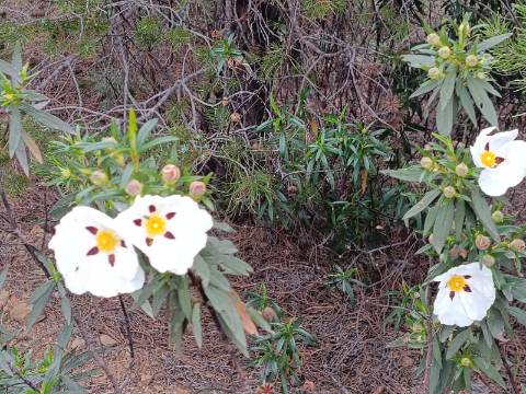 TERRENO COM 34.500 M2 - POSSIBILIDADE DE CONSTRUÇÃO DE ARMAZEM - ÁGUA E LUZ - SENTINELA - CASTRO MARIM - ALGARVE