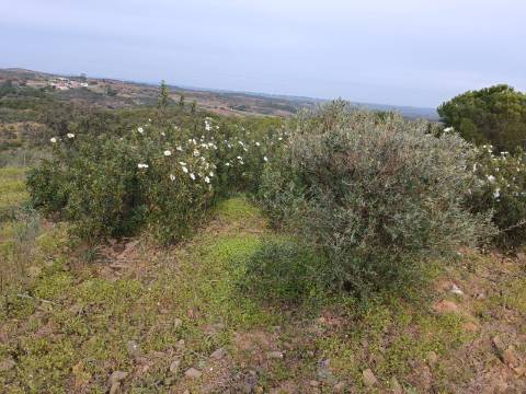 TERRENO COM 34.500 M2 - POSSIBILIDADE DE CONSTRUÇÃO DE ARMAZEM - ÁGUA E LUZ - SENTINELA - CASTRO MARIM - ALGARVE