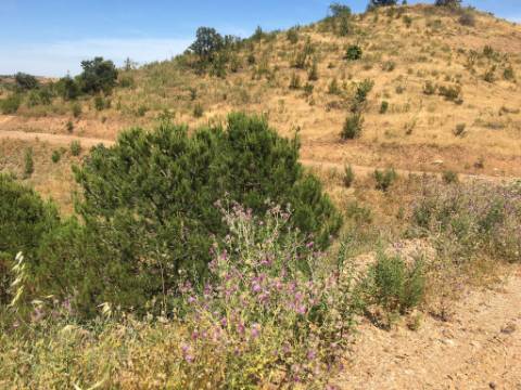 Terreno Rustico em Pisa Barro de Cima