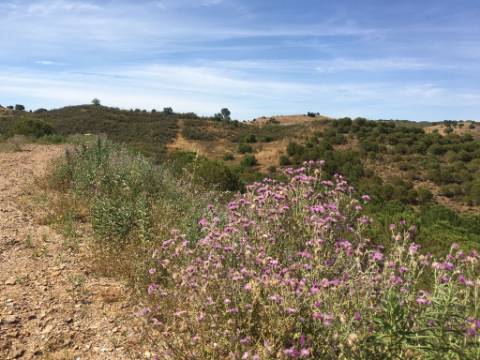 Terreno Rustico em Pisa Barro de Cima