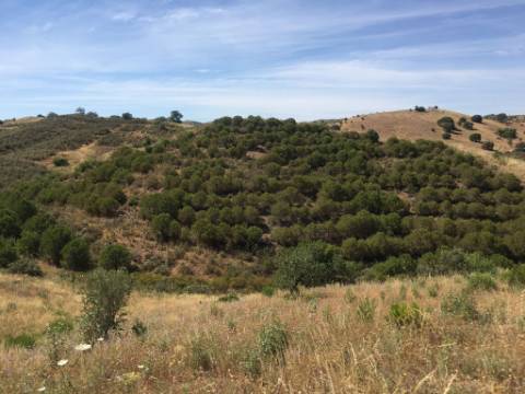 Terreno Rustico em Pisa Barro de Cima
