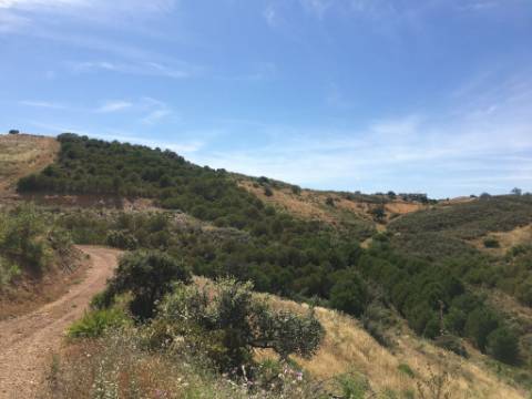 Terreno Rustico em Pisa Barro de Cima