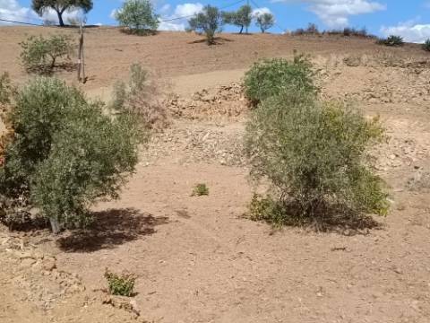 TERRENO RÚSTICO COM 2.920 M2 - ELECTRICIDADE - COM ÁRVORES - MATOS - CASTRO MARIM - ALGARVE