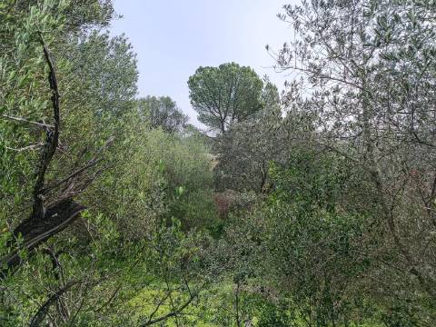 TERRENO RUSTICO COM 2.000 M2 - JUNTO AO RIO GUADIANA - EM ALCOUTIM - ALGARVE