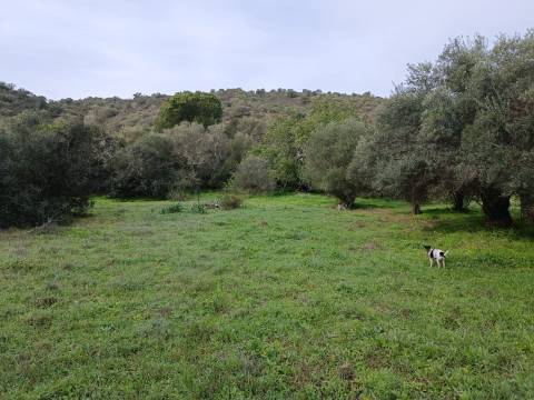 TERRENO RUSTICO COM 2.000 M2 - JUNTO AO RIO GUADIANA - EM ALCOUTIM - ALGARVE