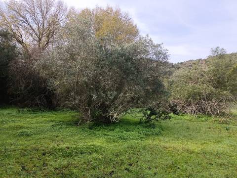TERRENO RUSTICO COM 2.000 M2 - JUNTO AO RIO GUADIANA - EM ALCOUTIM - ALGARVE