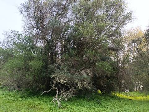 TERRENO RUSTICO COM 2.000 M2 - JUNTO AO RIO GUADIANA - EM ALCOUTIM - ALGARVE