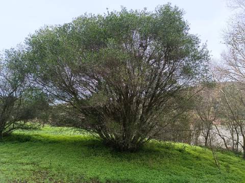 TERRENO RUSTICO COM 2.000 M2 - JUNTO AO RIO GUADIANA - EM ALCOUTIM - ALGARVE