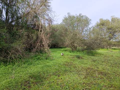 TERRENO RUSTICO COM 2.000 M2 - JUNTO AO RIO GUADIANA - EM ALCOUTIM - ALGARVE