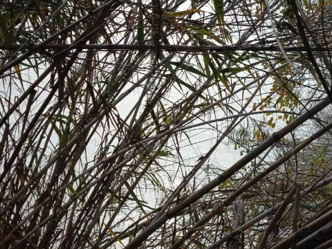 TERRENO RUSTICO COM 2.000 M2 - JUNTO AO RIO GUADIANA - EM ALCOUTIM - ALGARVE