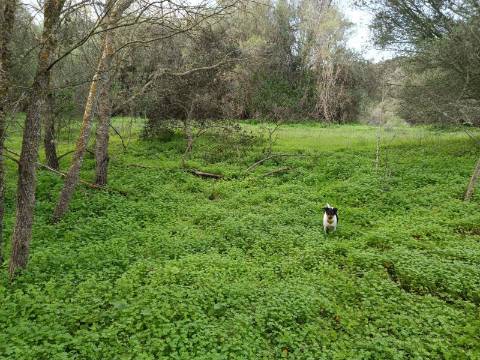 TERRENO RUSTICO COM 2.000 M2 - JUNTO AO RIO GUADIANA - EM ALCOUTIM - ALGARVE