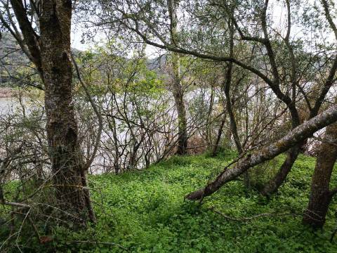 TERRENO RUSTICO COM 2.000 M2 - JUNTO AO RIO GUADIANA - EM ALCOUTIM - ALGARVE