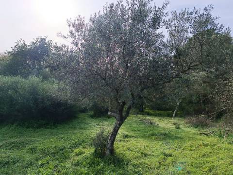 TERRENO RUSTICO COM 2.000 M2 - JUNTO AO RIO GUADIANA - EM ALCOUTIM - ALGARVE