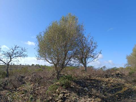 TERRENO COM 23.840 M2 - COM AGUA E LUZ - PLANO - BALURCOS - ALCOUTIM - ALGARVE