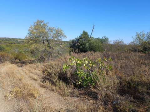 TERRENO RUSTICO COM 2.720 M2 - PLANO- MONTINHO DE BALURCOS - ALCOUTIM