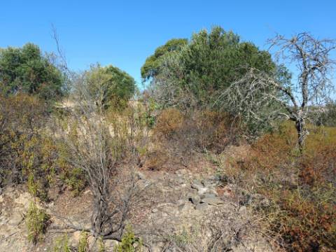 TERRENO RUSTICO COM 2.720 M2 - PLANO- MONTINHO DE BALURCOS - ALCOUTIM