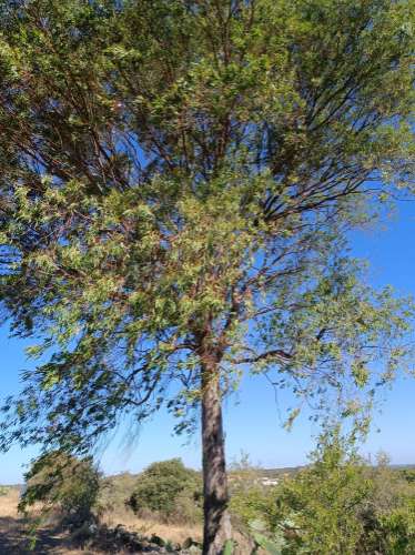 TERRENO RUSTICO COM 2.720 M2 - PLANO- MONTINHO DE BALURCOS - ALCOUTIM