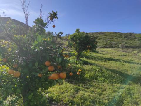 TERRENO RUSTICO COM 29.760 M2 - COM POÇO E ARVORES - CASTRO MARIM - ALGARVE