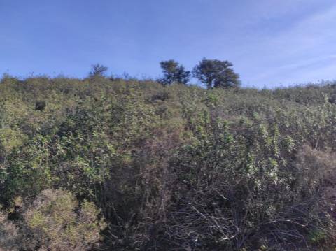 TERRENO RUSTICO COM 29.760 M2 - COM POÇO E ARVORES - CASTRO MARIM - ALGARVE