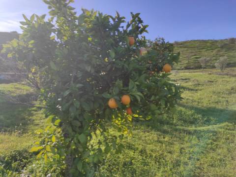 TERRENO RUSTICO COM 29.760 M2 - COM POÇO E ARVORES - CASTRO MARIM - ALGARVE