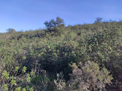 TERRENO RUSTICO COM 29.760 M2 - COM POÇO E ARVORES - CASTRO MARIM - ALGARVE