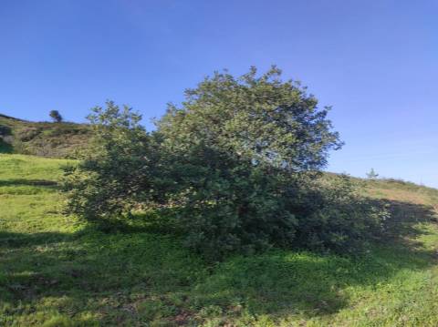 TERRENO RUSTICO COM 29.760 M2 - COM POÇO E ARVORES - CASTRO MARIM - ALGARVE