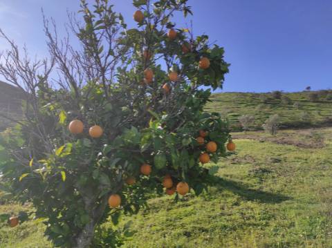 TERRENO RUSTICO COM 29.760 M2 - COM POÇO E ARVORES - CASTRO MARIM - ALGARVE